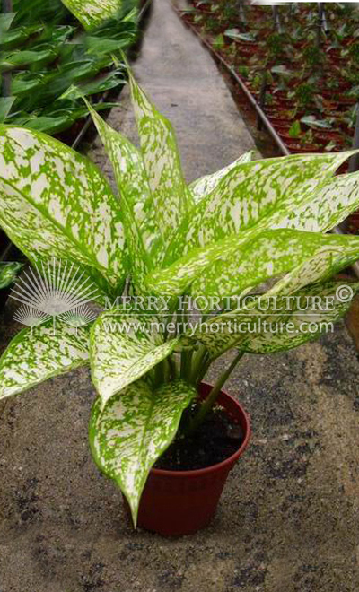 Aglaonema round (Pot)